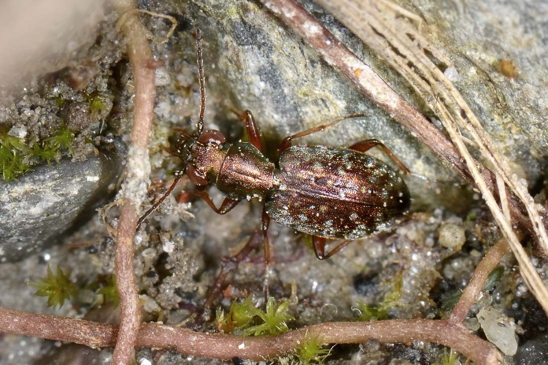 Carabidae: Asaphidion pallipes? S.